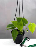 Philodendron Micans Green Form - Plant Proper - 4" Hanging Pot