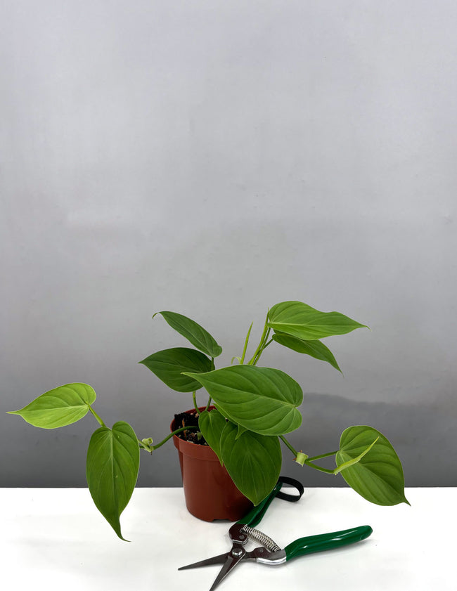 Philodendron Micans 'Green Form' - Plant Proper - 4" Pot