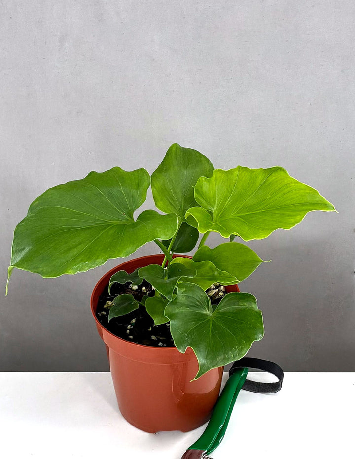 Philodendron Hope | Philodendron Selloum