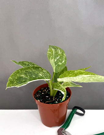 Philodendron Jose Buono - Plant Proper - 4" Pot