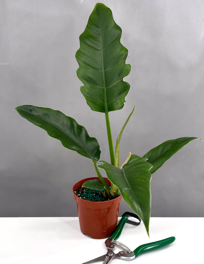 Philodendron Jungle Boogie - Plant Proper - 4" Pot