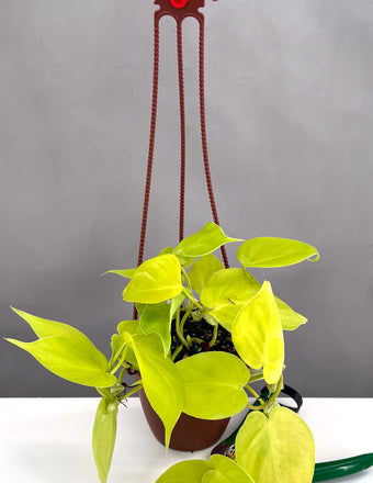 Philodendron Lemon Lime - Plant Proper - 4" Hanging Pot