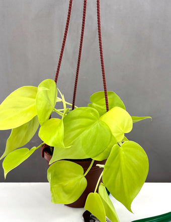 Philodendron Lemon Lime - Plant Proper - 4" Hanging Pot