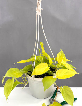 Philodendron Lemon Lime - Plant Proper - 4" Hanging Pot