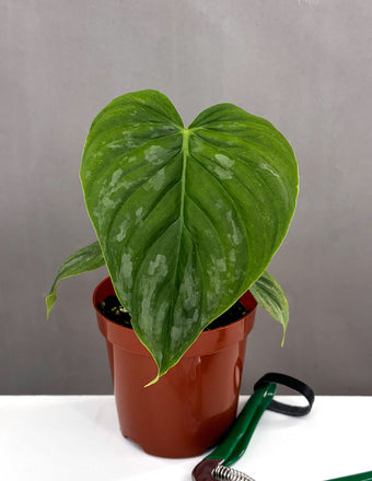 Philodendron Majestic - Plant Proper - 4" Pot