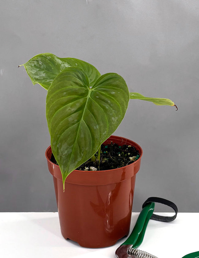 Philodendron Majestic - Plant Proper - 4" Pot