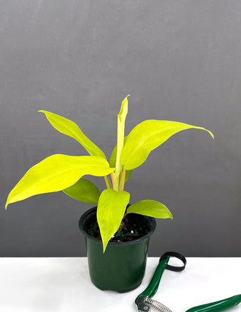 Philodendron Malay Gold - Plant Proper - 4" Pot