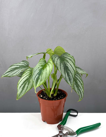 4" Philodendron Mamei Silver - Houseplants - Plant Proper