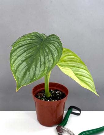 Philodendron Mamei Silver - Plant Proper - 4" Pot