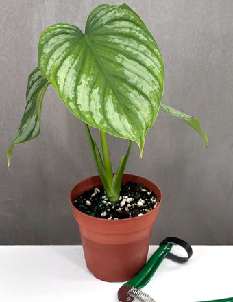 Philodendron Mamei Silver - Plant Proper - 4" Pot