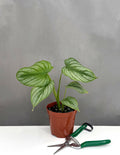 Philodendron Mamei Silver - Plant Proper - 4" Pot