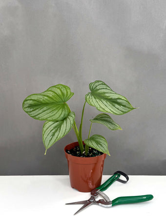 Philodendron Mamei Silver - Plant Proper - 4" Pot