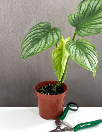Philodendron Mamei Silver Notched and Blotched - Plant Proper - 4" Pot