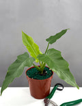 Philodendron Mayoi - Plant Proper - 4" Pot