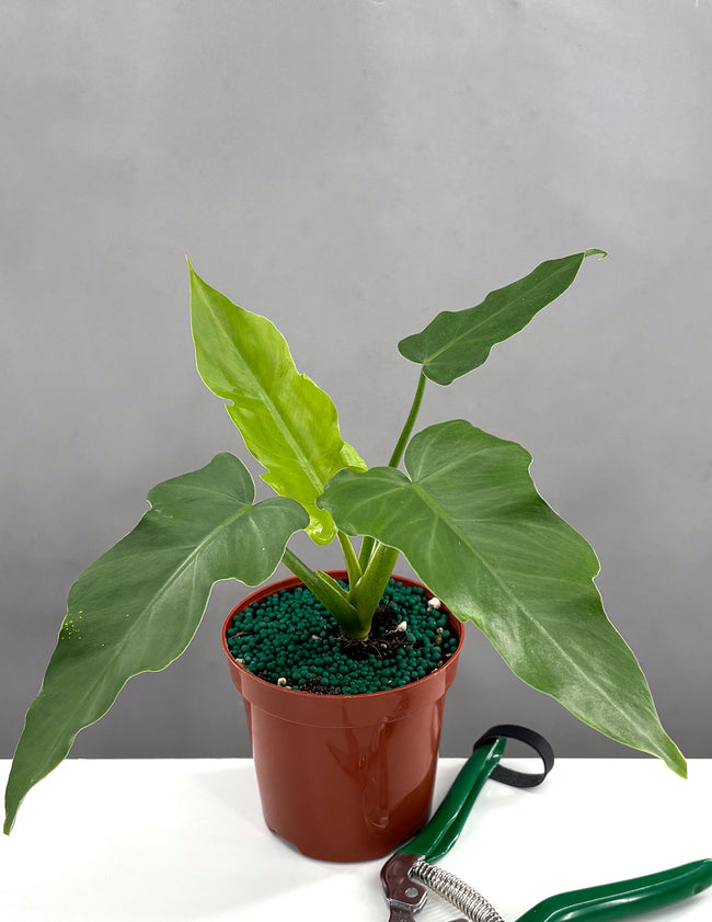 Philodendron Mayoi - Plant Proper - 4" Pot