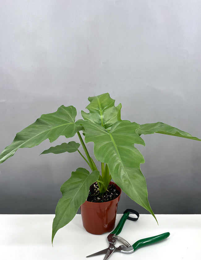 Philodendron Mayoi - Plant Proper - 4" Pot