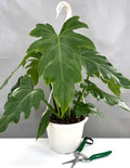 Philodendron Mayoi - Plant Proper - 6" Hanging Pot