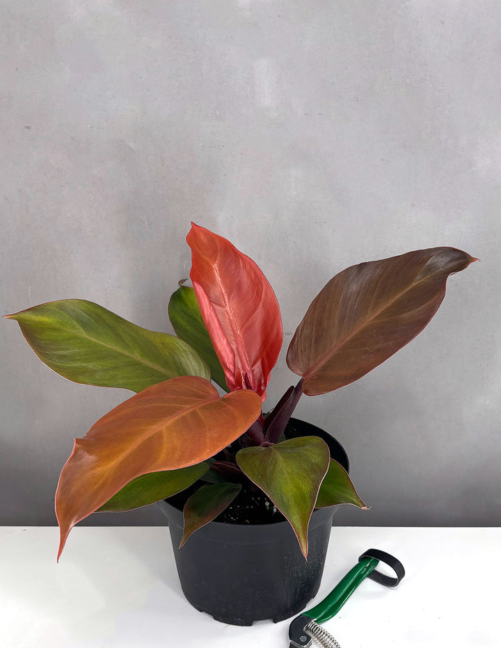 philodendron mccolley's red Philodendron McColley's Finale