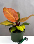 Philodendron McColley's Finale