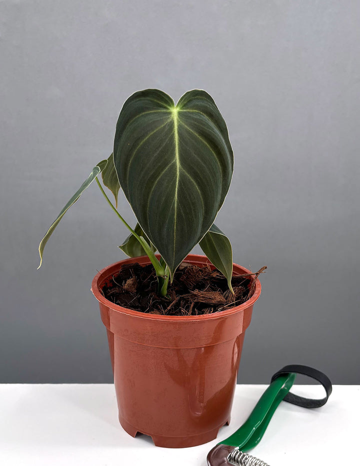 philodendron melanochrysum size Philodendron Melanochrysum