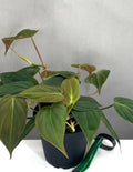 Philodendron Micans - Plant Proper - 6" Pot