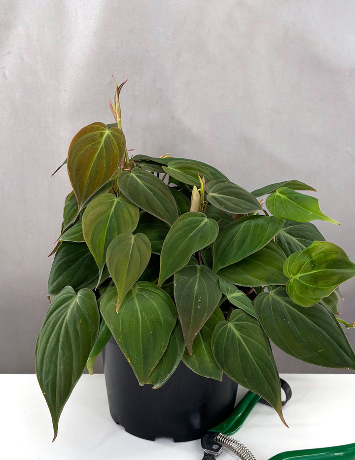 philodendron micans name Philodendron Micans
