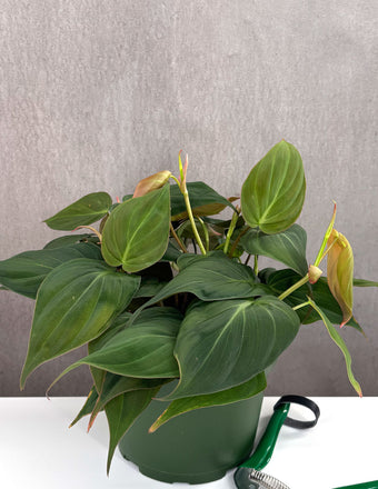 Philodendron Micans - Plant Proper - 6" Pot