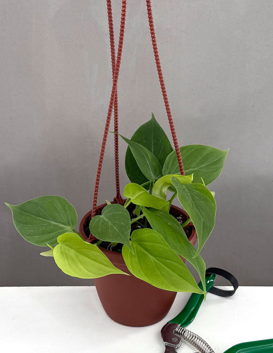 Phildendron Micans Green Form - Plant Proper - 4" Hanging Pot