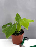 Philodendron Micans Green Form - Plant Proper - 4" Pot