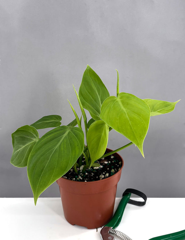 Philodendron Micans 'Green Form' - Plant Proper - 4" Pot