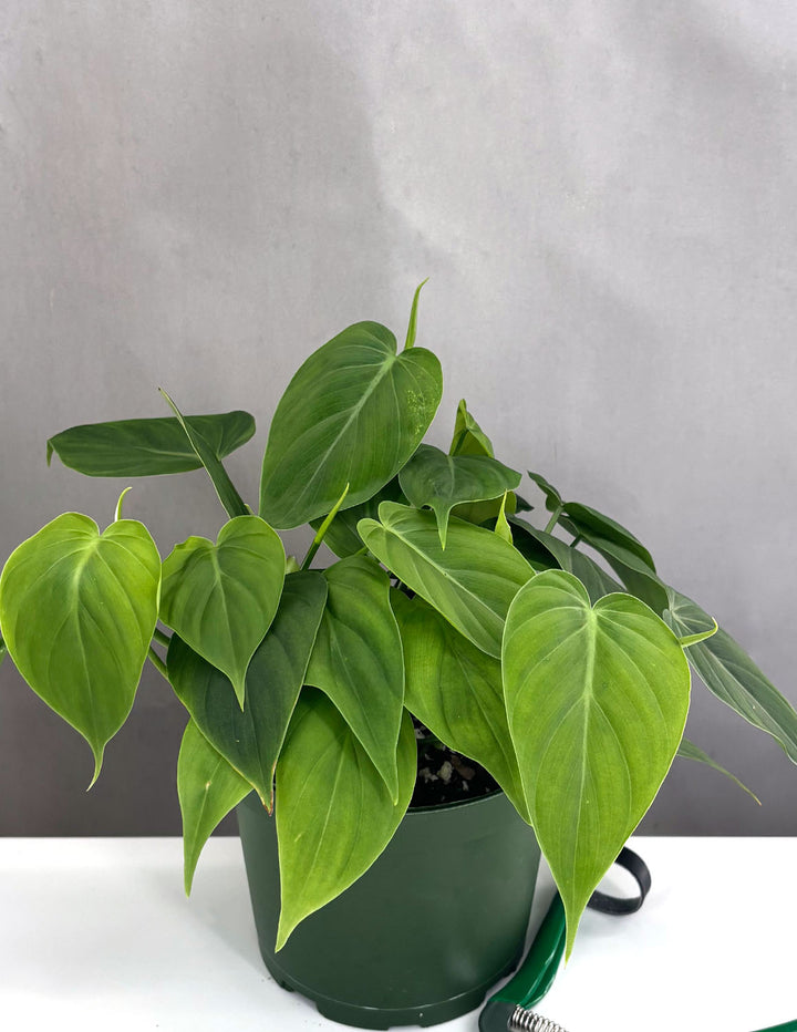 Phildendron Micans Green Form - Plant Proper - 6" Pot