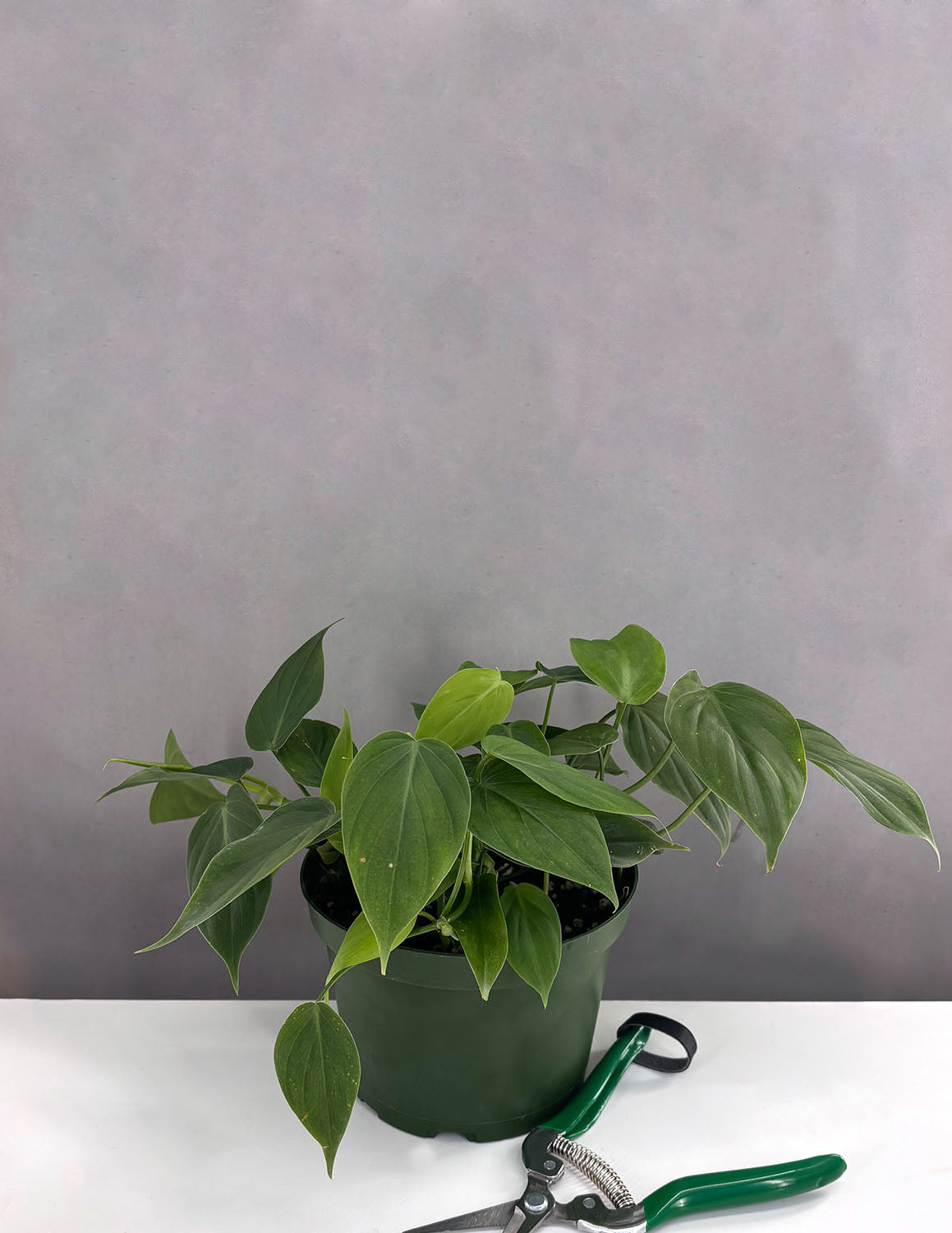 Phildendron Micans Green Form - Plant Proper - 6" Pot