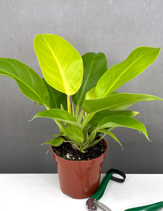 Philodendron Moonlight - Plant Proper - 4" Pot