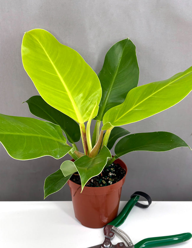 Philodendron Moonlight - Plant Proper - 4" Pot