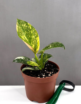 Philodendron Green Congo Nuclear - Plant Proper - 3" Pot