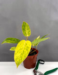 Philodendron Painted Lady - Plant proper - 4" Pot