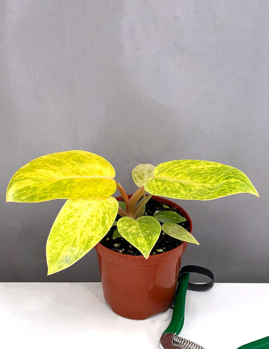 Philodendron Painted Lady - Plant proper - 4" Pot