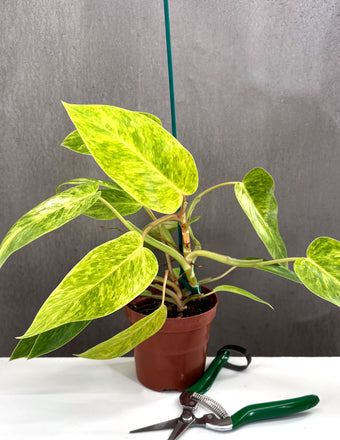 Philodendron Painted Lady - Plant proper - 4" Pot
