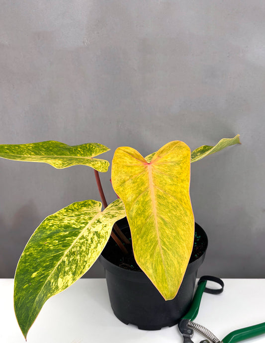 Philodendron Painted Lady - Plant Proper - 6" Pot
