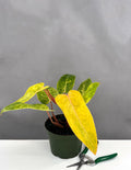 Philodendron Painted Lady - Plant Proper - 6" Pot