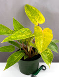 Philodendron Painted Lady - Plant Proper - 6" Pot