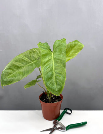 Philodendron Paraiso Verde - Plant Proper - 4" Pot