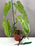 Philodendron Paraiso Verde - Plant Proper - 4" Pot