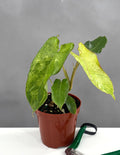 Philodendron Paraiso Verde - Plant Proper - 4" Pot