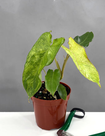 Philodendron Paraiso Verde - Plant Proper - 4" Pot