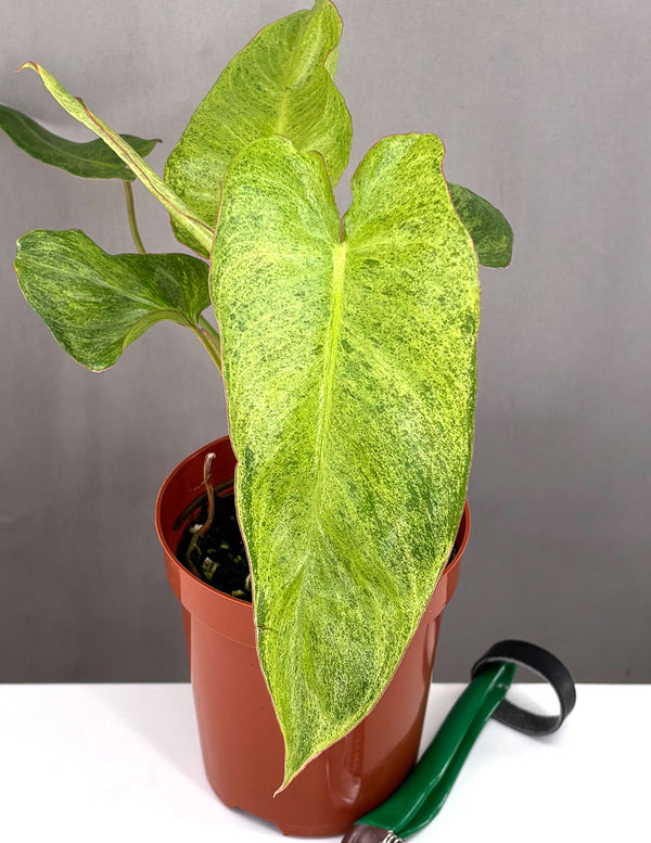 Philodendron Paraiso Verde - Plant Proper - 4" Pot