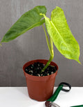 Philodendron Paraiso Verde - Plant Proper - 4" Pot