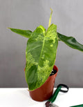 Philodendron Paraiso Verde - Plant Proper - 4" Pot