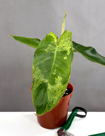 Philodendron Paraiso Verde - Plant Proper - 4" Pot