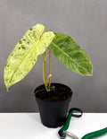 Philodendron Paraiso Verde - Plant Proper - 4" Pot